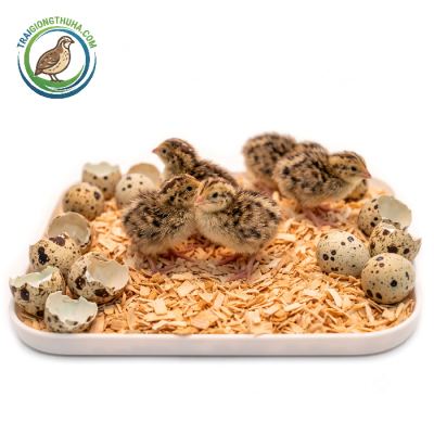 Chim Cút Giống Mới Nở