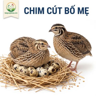 Chim Cút Bố Mẹ