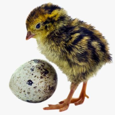 Cách Chăm Sóc Chim Cút Mới Nở
