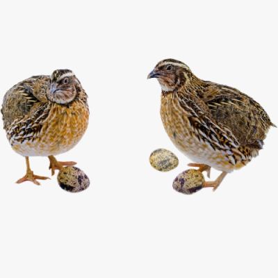 Hướng Dẫn Nuôi Và Chăm Sóc Chim Cút Con Đúng Kỹ Thuật