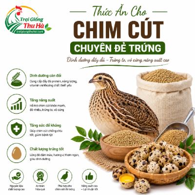 Thức Ăn Cho Chim Cút Chuyên Đẻ Trứng