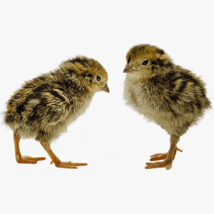 Chim Cút Giống Mới Nở