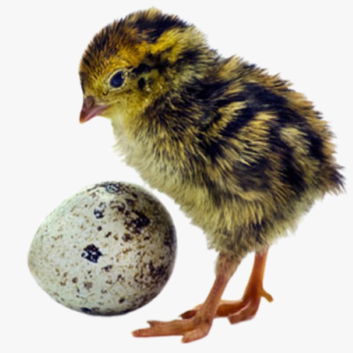 Cách Chăm Sóc Chim Cút Mới Nở